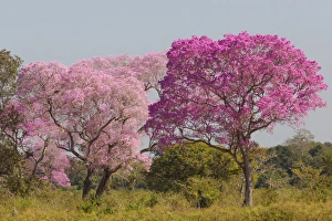 Images Dated 11th August 2012: South America, Brazil, Mato Grosso, The Pantanal, pink ipe trees, (Tabebuia impetiginosa)