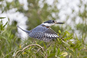 South America, Brazil, Mato Grosso, The Pantanal, ringed kingfisher, (Megaceryle torquata)
