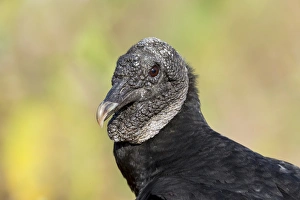 South America, Brazil, Mato Grosso, The Pantanal, black vulture (Coragyps atratus)