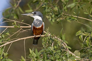 South America, Brazil, Mato Grosso, The Pantanal, ringed kingfisher, (Megaceryle torquata)
