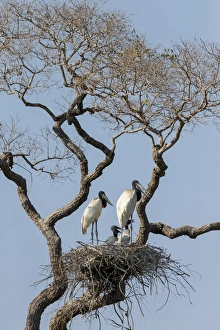 Images Dated 31st August 2015: South America, Brazil, Mato Grosso, The Pantanal, jabiru, (Jabiru mycteria)