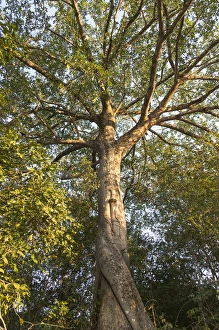 Images Dated 30th August 2015: South America, Brazil, Mato Grosso, The Pantanal, Rio Claro, fig tree, (Ficus spec
