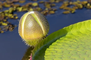 Images Dated 1st September 2015: South America, Brazil, Mato Grosso, The Pantanal, Porto Jofre, giant lily pad blossom
