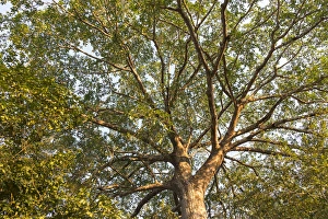 Images Dated 30th August 2015: South America, Brazil, Mato Grosso, The Pantanal, Rio Claro, fig tree, (Ficus spec