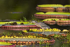 Images Dated 1st September 2015: South America, Brazil, Mato Grosso, The Pantanal, Porto Jofre, giant lily pads