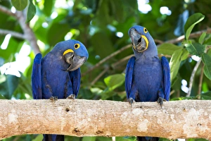 Images Dated 5th September 2015: South America, Brazil, Mato Grosso
