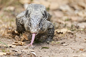Images Dated 7th September 2015: South America, Brazil, Mato Grosso, The Pantanal, black tegu, also known as golden tegu