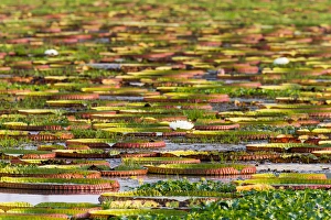 Images Dated 6th September 2015: South America, Brazil, Mato Grosso, The Pantanal, Porto Jofre, giant water lilies