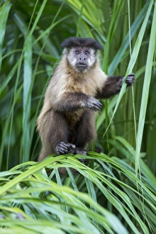 Images Dated 12th September 2015: South America, Brazil, Mato Grosso do Sul, Bonito, brown capuchin monkey, Cebus apella