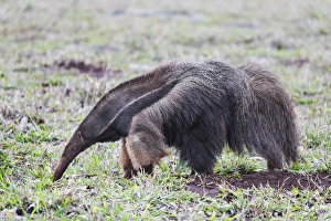 South America, Brazil, Mato Grosso do Sul, near Bonito, giant anteater, Myrmecophaga tridactyl