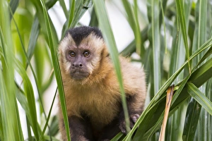 Brazil Prints: South America, Brazil, Mato Grosso do Sul, Bonito, brown capuchin monkey, Cebus apella