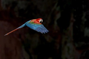 South America, Brazil, Mato Grosso do Sul, Jardim, Sinkhole of the Macaws, red-and-green macaw