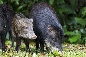 South America, Brazil, Mato Grosso do Sul, white-lipped peccary, Tayassu pecari