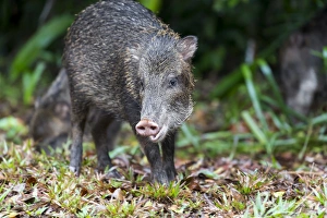 South America, Brazil, Mato Grosso do Sul, white-lipped peccary, Tayassu pecari