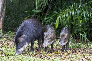 Brazil Prints: South America, Brazil, Mato Grosso do Sul, white-lipped peccary, Tayassu pecari