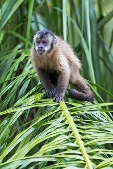 Brazil Prints: South America, Brazil, Mato Grosso do Sul, Bonito, brown capuchin monkey, Cebus apella