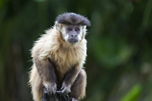 South America, Brazil, Mato Grosso do Sul, Bonito, brown capuchin monkey, Cebus apella