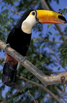 South America, Brazil, northern Pantanal Toco toucan (Ramphastos toco) in tree