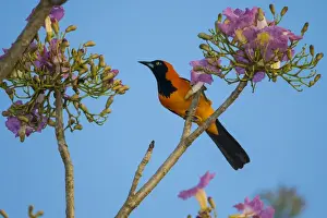 Brazil Prints: South America. Brazil. An orange-backed troupial (Icterus croconotus) harvesting