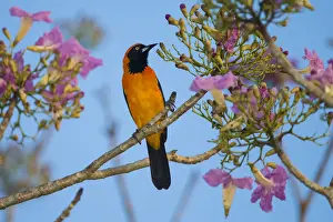 Brazil Prints: South America. Brazil. An orange-backed troupial (Icterus croconotus) harvesting