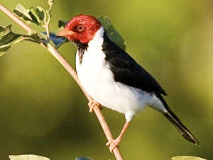 South America, Brazil, Pantanal. Yellow-billed cardinal on limb. Credit as: Joanne