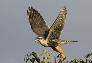 Images Dated 21st June 2006: South America, Brazil, Pantanal. American kestral bird takes flight. Credit as: Joanne