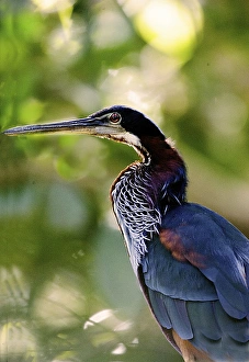 Images Dated 26th June 2006: South America, Brazil, Pantanal. Profile of agami heron. Credit as: Joanne Williams