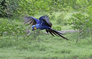 Images Dated 7th March 2009: South America, Brazil, Pantanal. The endangered Hyacinth Macaw at home in the Pantanal