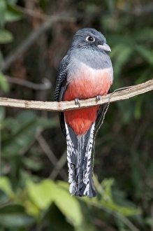South America, Brazil, the Pantanal, Blue-crowned Trogon (Trogon curucui curucui)