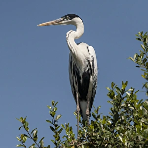 South America, Brazil, the Pantanal, Cocoi Heron (Ardea cocoi) perched in the tree