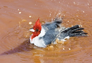 Images Dated 2nd July 2006: South America, Brazil, Pantanal. Red-crested cardinal taking a bath