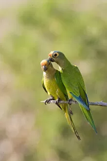 Images Dated 1st July 2006: South America, Brazil, Pantanal. Two peach-fronted parakeets on limb