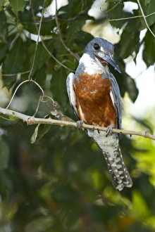 Images Dated 26th August 2011: South America, Brazil, Pantanal, Ringed Kingfisher, Ceryle torquata, perched on branch