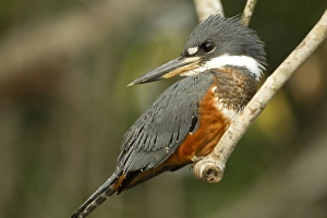 Images Dated 30th August 2011: South America, Brazil, Pantanal, Ringed Kingfisher, Ceryle torquata, perched on branch