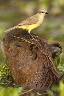 Joe Mary Ann Mcdonald Prints: South America, Brazil, Pantanal, Cattle Tyrant, Machetornis rixosus, riding on