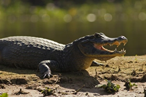 Images Dated 25th August 2011: South America, Brazil, Pantanal, Moto Grosso, Spectacled Caiman, Caiman crocodilus