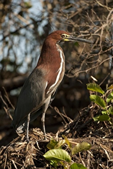 South America, Brazil, Pantanal, Rufescent Tiger-heron, Tigrisoma lineatum, walking