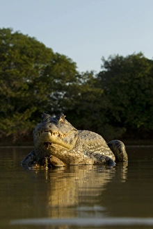South America, Brazil, Pantanal, Moto Grosso, Spectacled Caiman, Caiman crocodilus