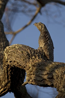 Images Dated 26th August 2011: South America, Brazil, Pantanal
