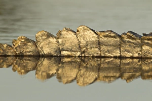 Images Dated 29th August 2011: South America, Brazil, Pantanal, Moto Grosso, Spectacled Caiman, Caiman crocodilus
