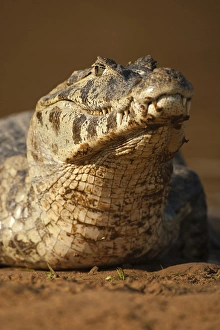 Images Dated 2nd September 2009: South America, Brazil, Pantanal, Spectacled Caiman, Caiman crocodilus, swimming in river