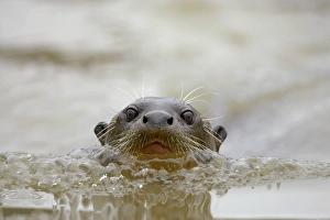 Images Dated 3rd June 2004: South America, Brazil, Pantanal, Giant River Otter, Pteronura brasiliensis, swimming