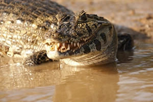 Images Dated 2nd September 2009: South America, Brazil, Pantanal, Spectacled Caiman, Caiman crocodilus, swimming in river