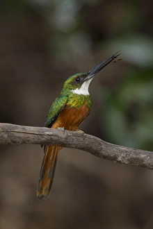 South America, Brazil, Pantanal, Rufous-tailed Jacamar, Galbula ruficauda, male on tree branch