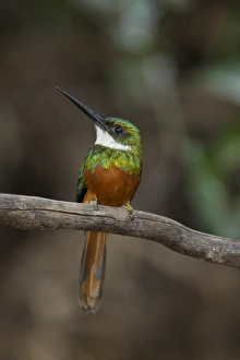 Images Dated 28th August 2011: South America, Brazil, Pantanal