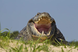 Images Dated 1st January 2012: South America, Brazil, Pantanal, Moto Grosso, Spectacled Caiman, Caiman crocodilus