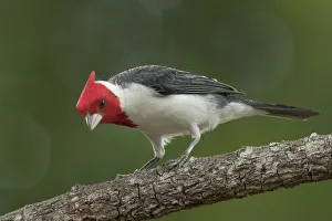 South America, Brazil, Pantanal. Red-crested cardinal on tree