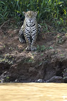 Images Dated 9th September 2016: South America, Brazil, The Pantanal, Rio Cuiaba, jaguar, Panthera onca