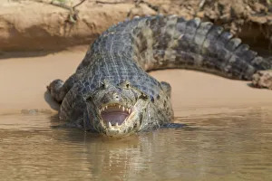 South America, Brazil, The Pantanal, black caiman, Caiman niger