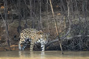 Images Dated 13th September 2016: South America, Brazil, The Pantanal, Rio Cuiaba, jaguar, Panthera onca. A female jaguar